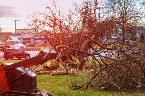 Best Hazardous Tree Removal  in Six Mile Run, NJ